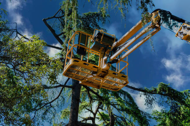 Best Tree Risk Assessment  in Folsom, PA