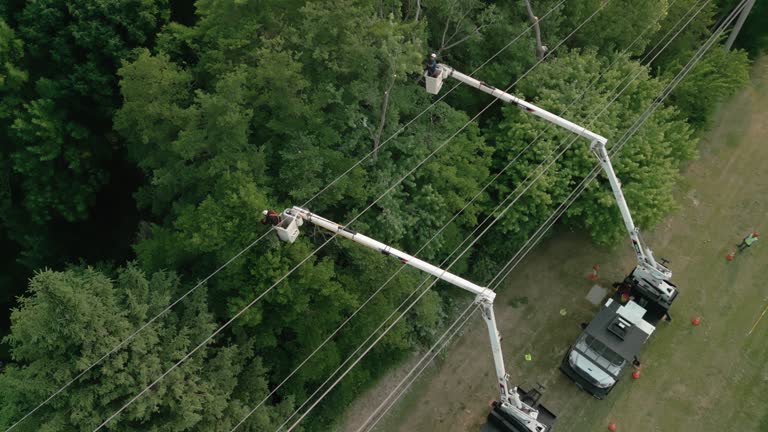 Folsom, PA Tree Services Company